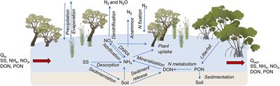 Tropical Coastal Wetlands Ameliorate Nitrogen Export During Floods